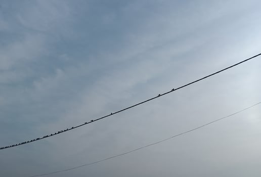 Birds resting on the cable, soaking in the moment of tranquility. photo