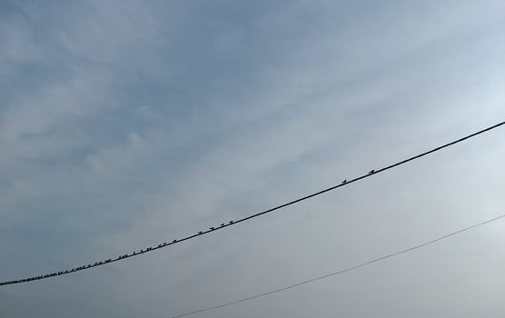 Morning view, birds resting on the cable photo