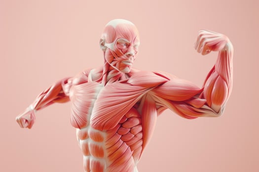 The muscles of a man are shown in this image photo