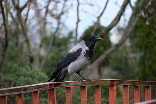 a crow is sitting on a railing photo