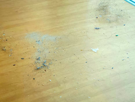 Dust and hair were scattered on the wooden floor. photo