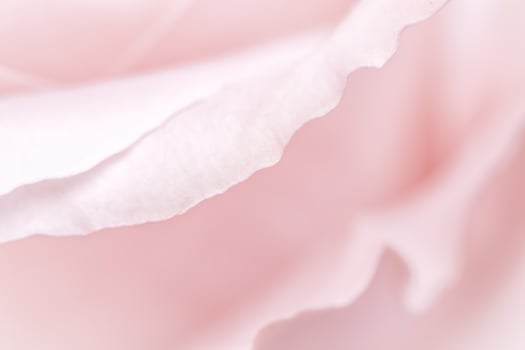 Pink pale rose flower petals, soft focus. Macro flowers backdrop photo