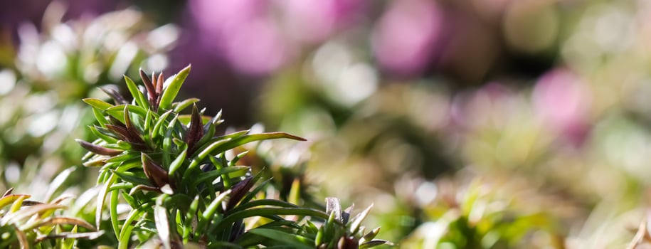 Green background of long spreading stems, foliage and buds of Creeping Phlox flowers in the garden photo
