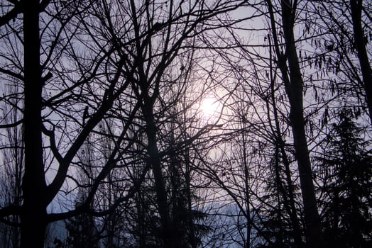 Silhouette of Trees Against a Setting Sun Shining Through Forest Canopy, Purple Sky photo