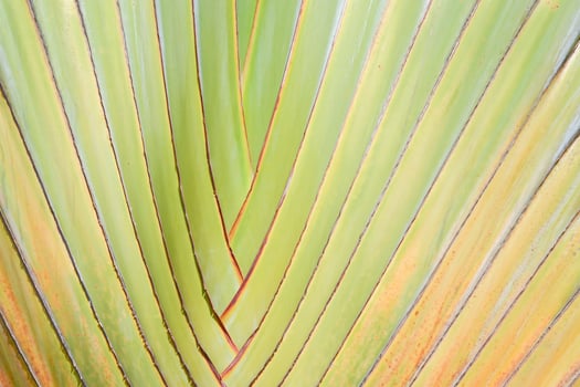Close-Up of a Vibrant Green Palm Leaf with Distinctive Vein Patterns and Subtle Color Variations in Natural Light photo