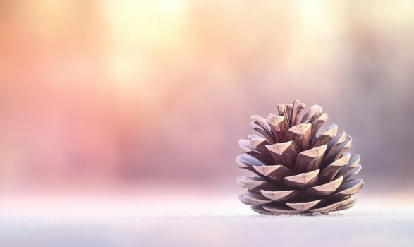 A pine cone is sitting on the snow photo