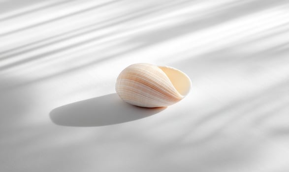 A small white shell is laying on a white surface photo