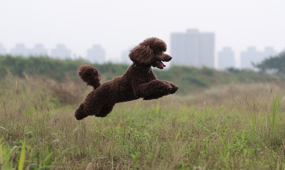 A poodle is jumping in the grass photo