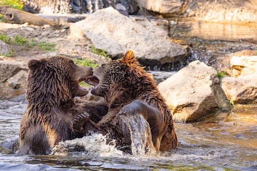 two Wild brown bear ,ursus arctos playing photo