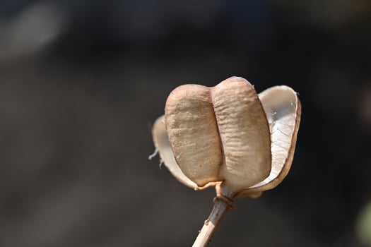 a single seed pod with a brown seed inside photo