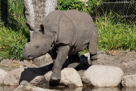 portrait of an adult rhinoceros on a sunny day on a natural background photo