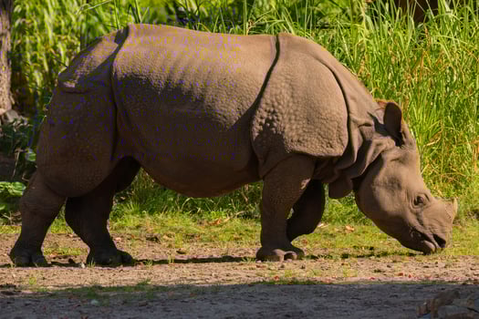 portrait of an adult rhinoceros on a sunny day in selective focus. photo
