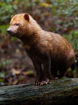 Portrait of Bush dog in zoo photo