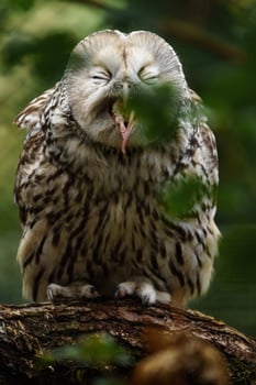 Ural owl on branch eating mouse photo