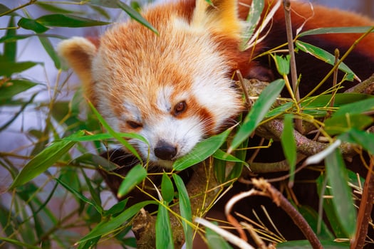 red panda Ailurus fulgens, lesser panda, is a small mammal photo
