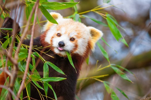 red panda Ailurus fulgens, lesser panda, is a small mammal photo