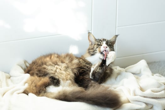 beautiful longhaired domestic graywhite Maine cat lies on a white blanket photo