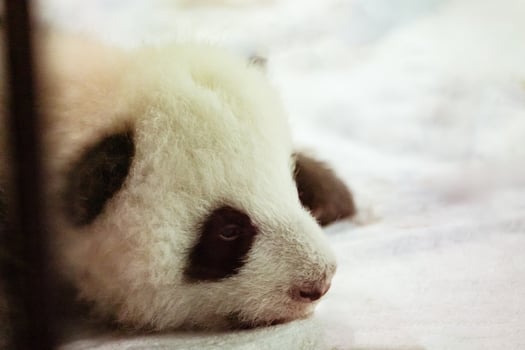 Potrait of baby panda lying on photo