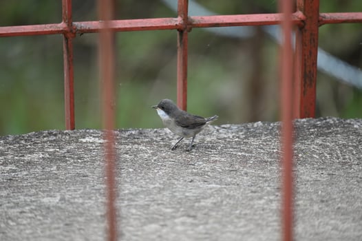 a small bird standing on a concrete ledge photo