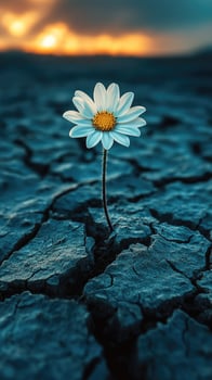White daisy flower growing from cracked dry land in desert environment photo