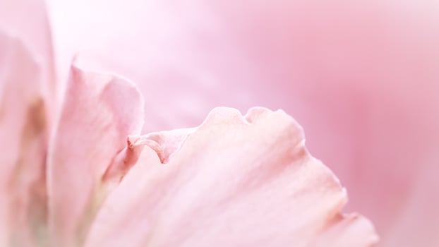 Pink pale rose flower petals, soft focus. Macro flowers backdrop photo