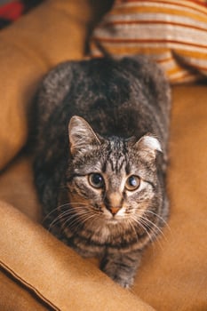 Adorable domestic tabby cat portrait with curious expression and wide eyes in cozy home. photo