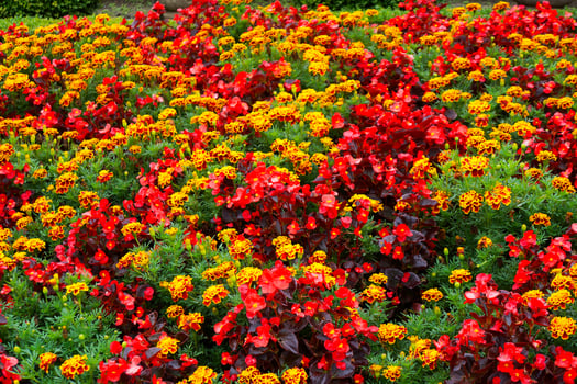 Lush Garden with Bright Flowers photo