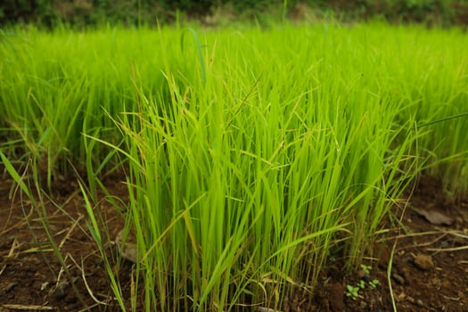 photo of rice seeds ready for planting