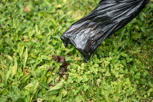 Closeup of hand with plastic bag picking up dog feces from grass ground photo