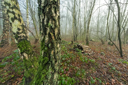 Moss growing on birch trees in misty forest photo