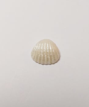 shell miniature cute handmade clay isolated sculpture mollusk pearl photo