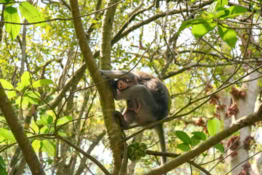 A balinese long tailed baby monkey in its mothers arms photo