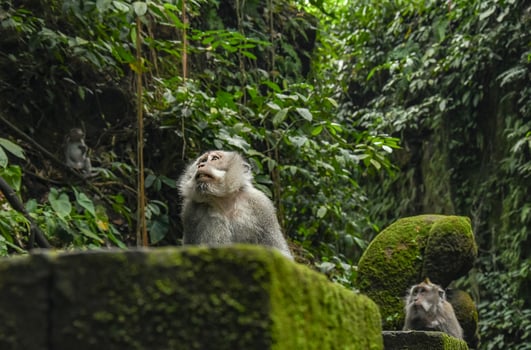 A Balinese Macaque Monkey stares in the distance in Monkey Forest on Bali photo