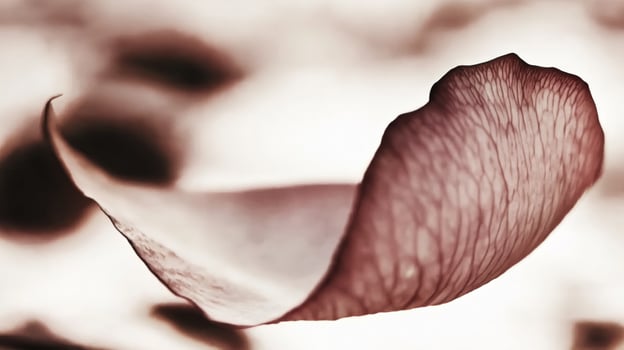 Delicate flower petal, close-up view photo