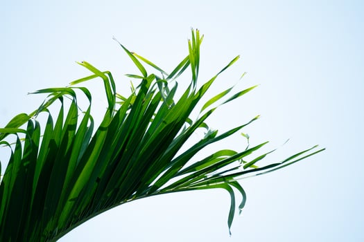 Palm leaf with blue Sky photo
