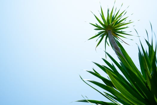 Green plant with blue sky background photo