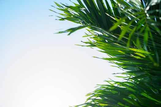Palm leaf copy space photo