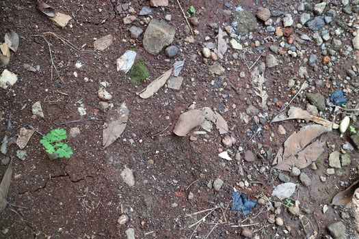 Dark brown soil texture with lots of stones and dry leaves, photographed during the day photo