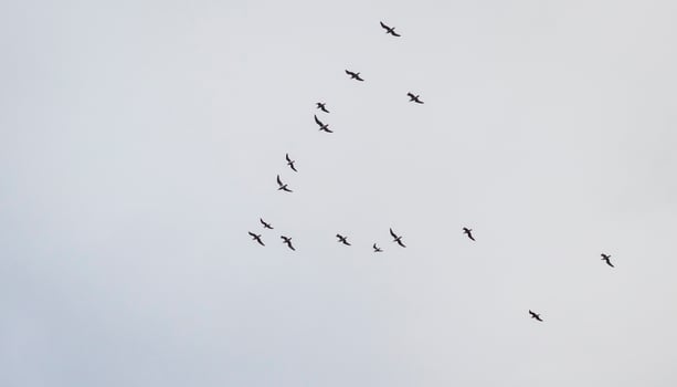 Shot of the seagulls flock in the sky. Nature photo