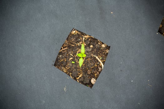 young pepper plant with several leaves growing out of the ground photo