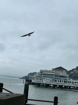 Sea and Seagull on a cloudy day, Sausalito, CA, December 2024 photo