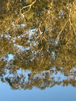 Reflection of tree in the lake photo