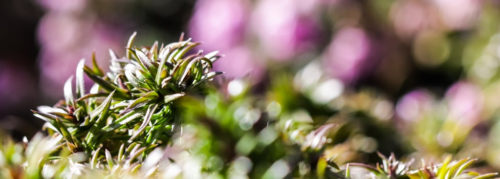 Green background of long spreading stems, foliage and buds of Creeping Phlox flowers in the garden photo