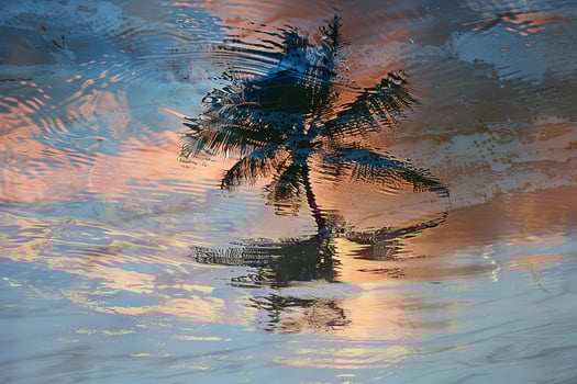 A palm tree in the water photo