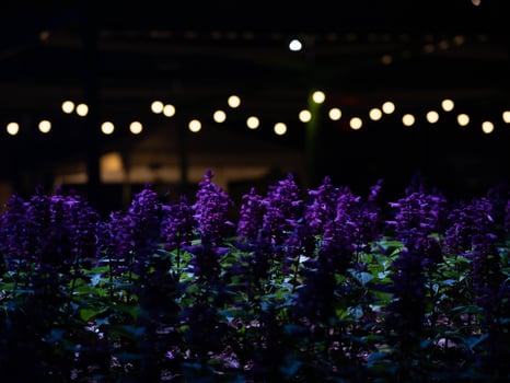 Light and sound show and colorful flower garden decoration at the ASEAN Flower Festival. photo