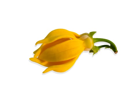 fragrant flowers of climbing ylang-ylang on white background. photo