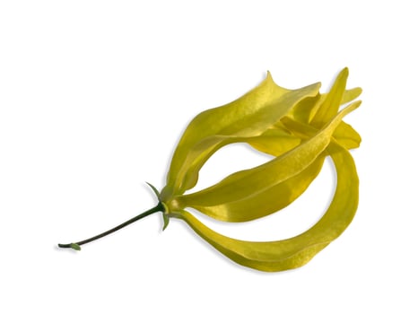 Chinese Desmos flower on white background photo
