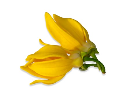 fragrant flowers of climbing ylang-ylang on white background. photo
