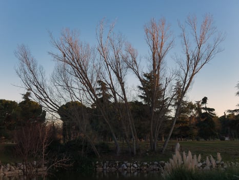 park, urban, pond, water, trees, photo