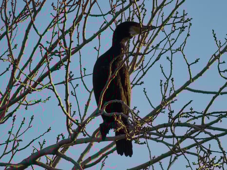 birds, animals, ornithology, park, urban, decemb photo